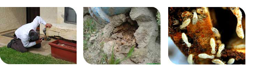 verminex pest control